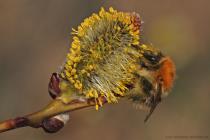 Ackerhummel